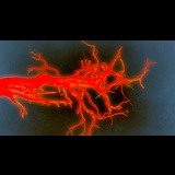 Goodbye Europa - Lost words Del Miercoles 25 Febrero al Domingo 22 Marzo 2026