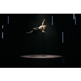 LA BRAMA DEL CÉRVOL Del Jueves 5 Febrero al Domingo 1 Marzo 2026