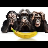 Bonobos Del Dissabte 4 Maig al Diumenge 19 Maig 2024