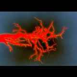 Goodbye Europa. Lost words Del Dimecres 25 Febrer al Diumenge 22 Març 2026